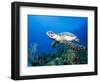 Hawksbill Turtle Swimming above Reef-Paul Souders-Framed Photographic Print