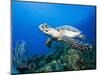 Hawksbill Turtle Swimming above Reef-Paul Souders-Mounted Photographic Print