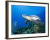 Hawksbill Turtle Swimming above Reef-Paul Souders-Framed Photographic Print