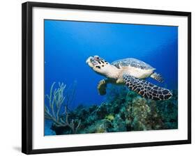 Hawksbill Turtle Swimming above Reef-Paul Souders-Framed Photographic Print