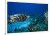 Hawksbill Turtle Swimming Above Reef-null-Framed Photographic Print