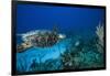 Hawksbill Turtle Swimming Above Reef-null-Framed Photographic Print