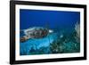 Hawksbill Turtle Swimming Above Reef-null-Framed Photographic Print