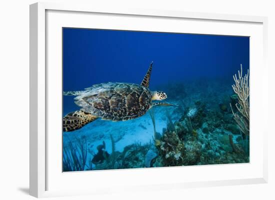 Hawksbill Turtle Swimming Above Reef-null-Framed Photographic Print