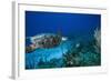 Hawksbill Turtle Swimming Above Reef-null-Framed Photographic Print