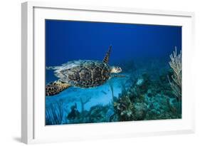 Hawksbill Turtle Swimming Above Reef-null-Framed Photographic Print