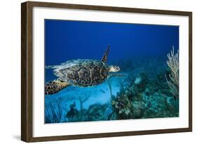 Hawksbill Turtle Swimming Above Reef-null-Framed Photographic Print