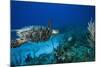 Hawksbill Turtle Swimming Above Reef-null-Mounted Photographic Print