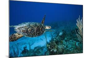 Hawksbill Turtle Swimming Above Reef-null-Mounted Photographic Print