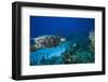 Hawksbill Turtle Swimming Above Reef-null-Framed Photographic Print