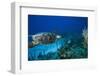 Hawksbill Turtle Swimming Above Reef-null-Framed Photographic Print