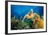 Hawksbill Turtle Swimming Through Caribbean Reef-Jan Abadschieff-Framed Photographic Print