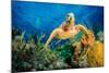 Hawksbill Turtle Swimming Through Caribbean Reef-Jan Abadschieff-Mounted Photographic Print