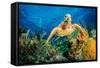 Hawksbill Turtle Swimming Through Caribbean Reef-Jan Abadschieff-Framed Stretched Canvas