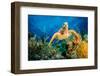 Hawksbill Turtle Swimming Through Caribbean Reef-Jan Abadschieff-Framed Photographic Print