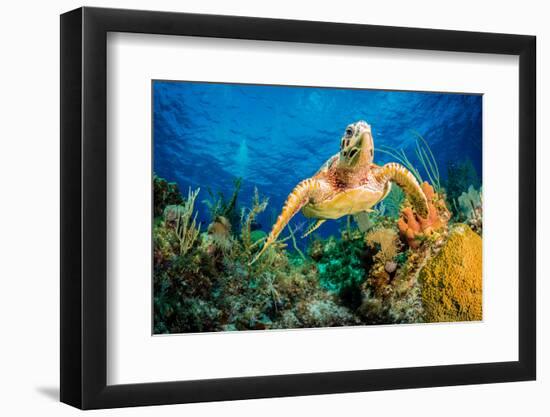 Hawksbill Turtle Swimming Through Caribbean Reef-Jan Abadschieff-Framed Premium Photographic Print