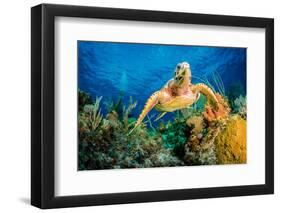 Hawksbill Turtle Swimming Through Caribbean Reef-Jan Abadschieff-Framed Premium Photographic Print