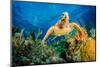 Hawksbill Turtle Swimming Through Caribbean Reef-Jan Abadschieff-Mounted Premium Photographic Print