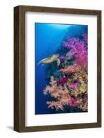 Hawksbill turtle swims along a coral reef, Sinai, Egypt-Alex Mustard-Framed Photographic Print