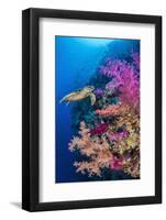 Hawksbill turtle swims along a coral reef, Sinai, Egypt-Alex Mustard-Framed Photographic Print