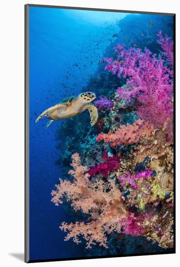 Hawksbill turtle swims along a coral reef, Sinai, Egypt-Alex Mustard-Mounted Photographic Print