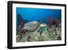 Hawksbill Turtle Tagged with Transmitter-Reinhard Dirscherl-Framed Photographic Print