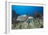Hawksbill Turtle Tagged with Transmitter-Reinhard Dirscherl-Framed Photographic Print