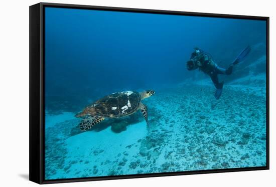 Hawksbill Turtle-Matthew Oldfield-Framed Stretched Canvas