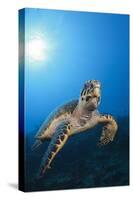 Hawksbill Turtle-Reinhard Dirscherl-Stretched Canvas