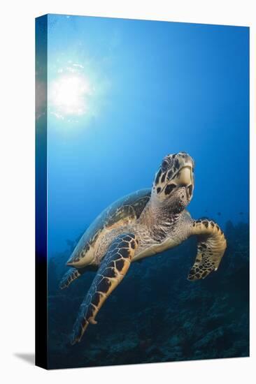 Hawksbill Turtle-Reinhard Dirscherl-Stretched Canvas