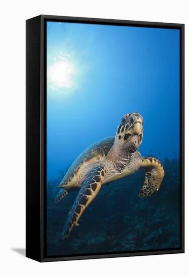 Hawksbill Turtle-Reinhard Dirscherl-Framed Stretched Canvas