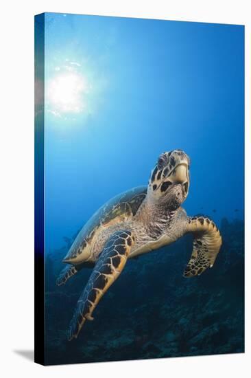 Hawksbill Turtle-Reinhard Dirscherl-Stretched Canvas