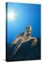 Hawksbill Turtle-Reinhard Dirscherl-Stretched Canvas