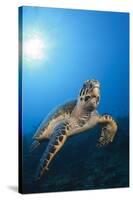 Hawksbill Turtle-Reinhard Dirscherl-Stretched Canvas