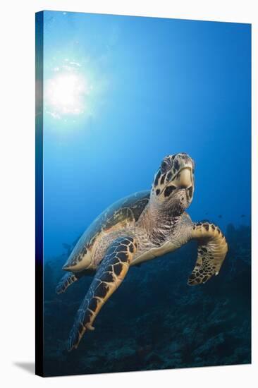 Hawksbill Turtle-Reinhard Dirscherl-Stretched Canvas