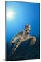 Hawksbill Turtle-Reinhard Dirscherl-Mounted Premium Photographic Print