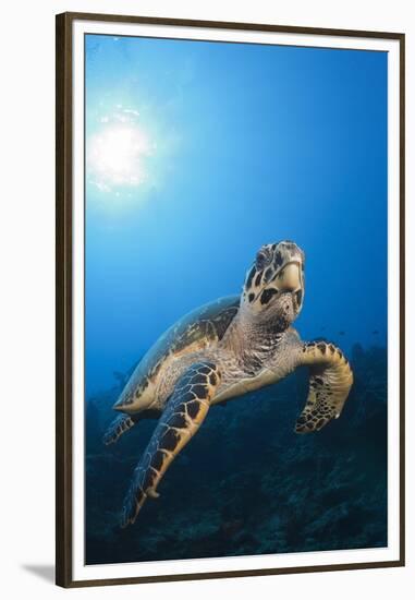 Hawksbill Turtle-Reinhard Dirscherl-Framed Premium Photographic Print