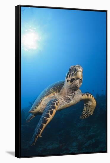 Hawksbill Turtle-Reinhard Dirscherl-Framed Stretched Canvas