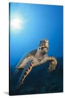 Hawksbill Turtle-Reinhard Dirscherl-Stretched Canvas