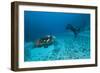 Hawksbill Turtle-Matthew Oldfield-Framed Photographic Print