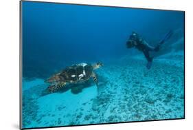 Hawksbill Turtle-Matthew Oldfield-Mounted Photographic Print