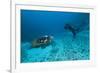 Hawksbill Turtle-Matthew Oldfield-Framed Photographic Print