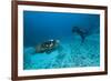 Hawksbill Turtle-Matthew Oldfield-Framed Photographic Print