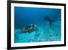 Hawksbill Turtle-Matthew Oldfield-Framed Photographic Print