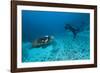 Hawksbill Turtle-Matthew Oldfield-Framed Photographic Print