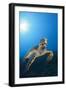 Hawksbill Turtle-Reinhard Dirscherl-Framed Photographic Print