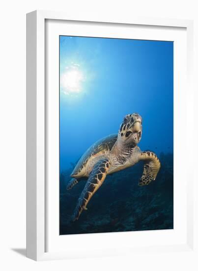 Hawksbill Turtle-Reinhard Dirscherl-Framed Photographic Print