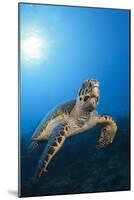 Hawksbill Turtle-Reinhard Dirscherl-Mounted Photographic Print