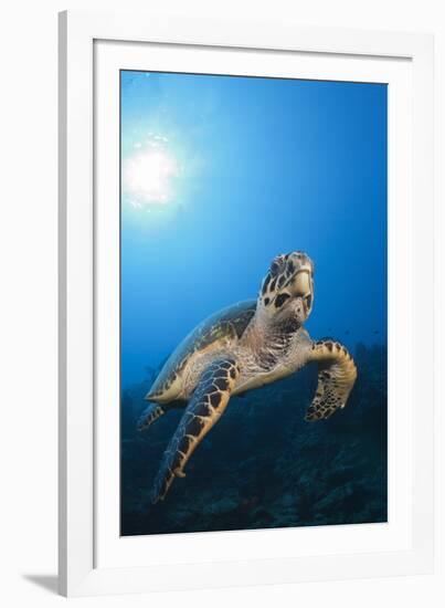 Hawksbill Turtle-Reinhard Dirscherl-Framed Photographic Print
