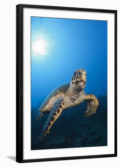 Hawksbill Turtle-Reinhard Dirscherl-Framed Photographic Print